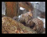 800_Squirrel