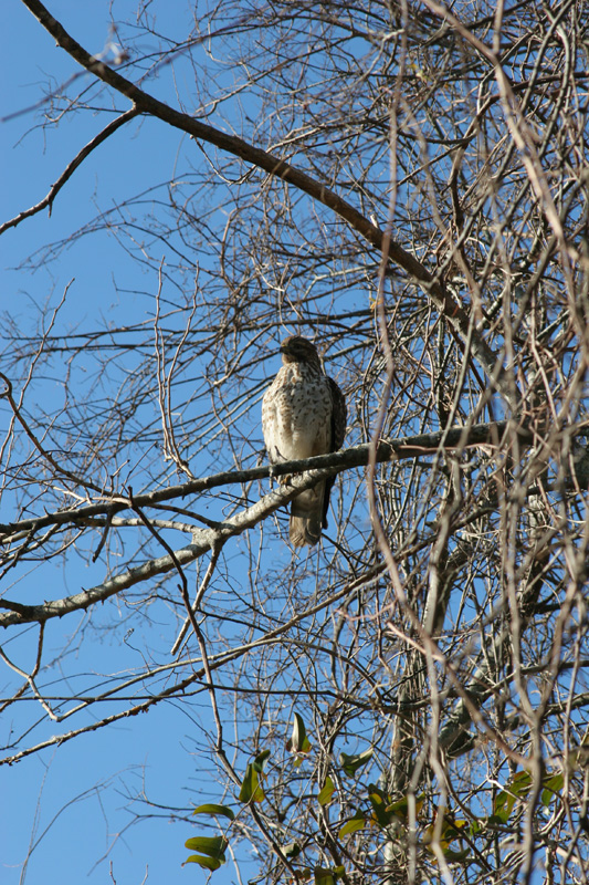 IMG_2384